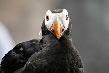  Nahaufnahme eines Gelbschopf Lund - Diese zu den Alkenvögeln gehörenden Vögel leben besonders in Nordpazifischen Regionen , wie Alaska, 
