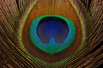 Fotobehang Macro peacock feather,Peacock Feather,Beautiful exotic peacock feather on white background with copy space. © banjongseal168