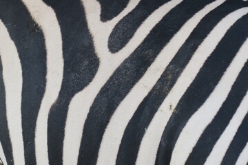 Fototapeta na wymiar Close up from a black and white pattern, the natural pattern from a wild zebra, perfect monochrome pattern, natural beauty