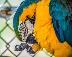 blue and yellow macaw