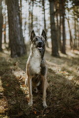 Shot of a malinois in a forest 