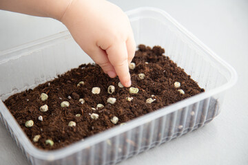 Child's hand planting a grain of peas in peat soil in a container. Part 3 of step by step...