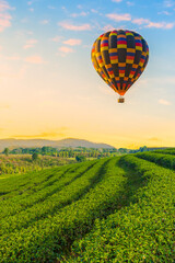 Green tea plantation and balloon in the morning,Sunrise tea plantations and colorful balloons floating in the beautiful sky, natural backgrounds.