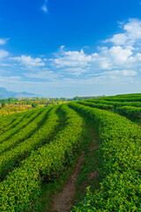Fototapeta na wymiar Green tea farm with blue sky background,Green tea plantation landscape sunrise at Wuyishan, Fujiang, Chi 