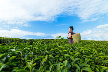 Beautiful asian woman Harvesting tea leaves in the morning, tea leaves in the field of tea