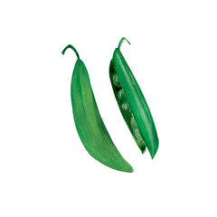 Gouache hand-drawn peas isolated on a white background. 