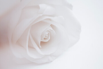 white rose close up