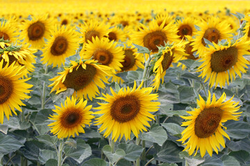The field of sunflowers merges into a single yellow color in the distance. Something incredibly...