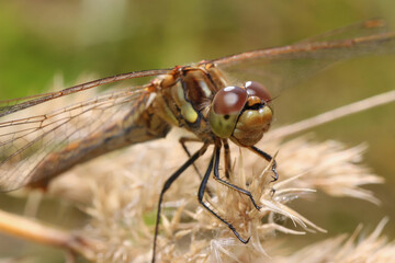 A dragonfly sits on a stalk of flowering grass.
The huge eyes of a dragonfly look incredibly fantastic.
