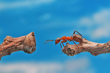 An ant tries to move to another branch against the blue sky. In relation to the ant, even a very...