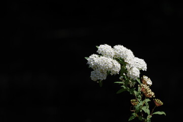 frost on the branches