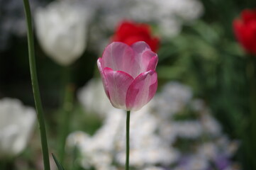 red tulip in the garden