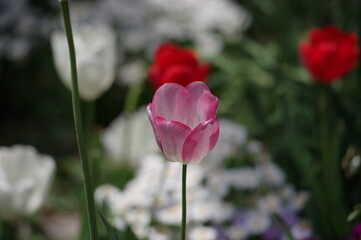 red tulips in spring