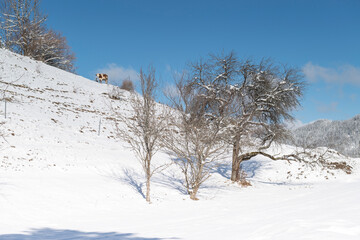Mostviertel in winter