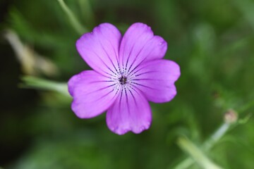 Obraz premium Corn cockle (Agrostemma githago) flowers. Caryophyllaceae annual plant.