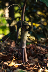 久里浜花の国で見られる自然の造形、美しい草木