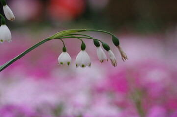 pink and white flower