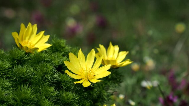 Spring yellow pheasant's eye, blooming plant, Adonis vernalis