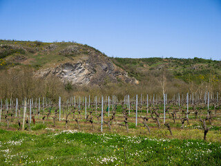 Fototapeta na wymiar Vignes dans la vallé du Layon