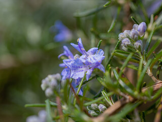 Close-up of blue blossoms of rosemary (rosmarinus officialis)