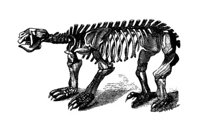 Fototapeta na wymiar Illustration of an Animal Skeleton Isolated on White Background