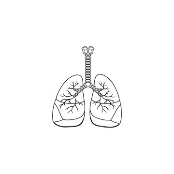 Human Respiratory System line Icon Vector isolated on white background. Breathe, bronchi, bronchiole, bronchus, lung, lungs outline icon for medical or health care concept