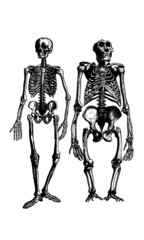 Illustration of Skeletons Isolated on White Background