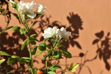 Fototapeta premium flowers plants and roses in the garden of my home