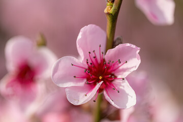 Obraz premium Close-up of pink and white blossoms of a peach tree