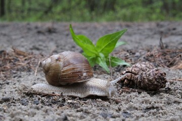 Helix pomatia on the road in forest.  Common names the Roman snail, Burgundy snail, edible snail or escargot. 
