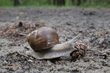 Helix pomatia on the road in forest.  Common names the Roman snail, Burgundy snail, edible snail or escargot. 