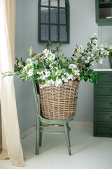 Branches of a blossoming apple tree in wicker basket in kitchen. Big basket with bouquet white flowers on wooden chair near wall. Beautiful bouquet of spring flowers in a basket.  Gift, mother's day