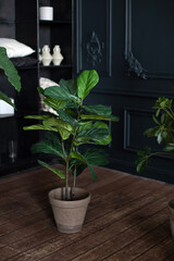 Fiddle leaf fig tree, Ficus lyrata. Large green plant in pot on wooden floor in dark living room. Interior design, urban jungle decor. Houseplants. Plants in modern interior room. Gardening at home. 