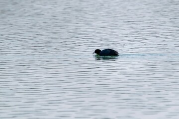 view of macroule coot on a lake