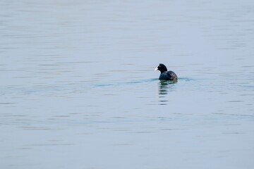 view of macroule coot on a lake