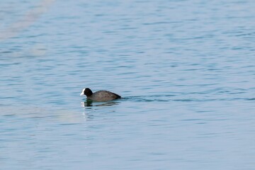 view of macroule coot on a lake