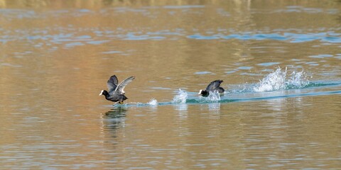 flight of macroule coot on a lake