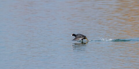 flight of macroule coot on a lake