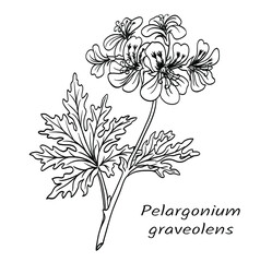 Geranium (Pelargonium graveolens), flowering branch of a plant with leaves, black and white vector illustration. Used in perfumery, medicine. The image of this plant can be used on labels, packaging,  - 426845808