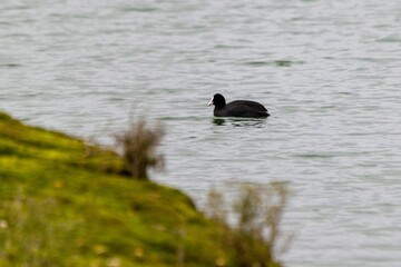 view of macroule coot on a lake