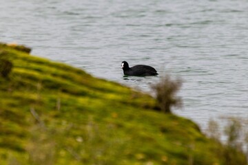 view of macroule coot on a lake