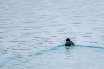 view of macroule coot on a lake
