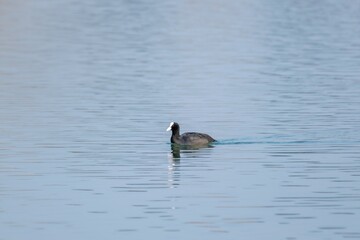 view of macroule coot on a lake