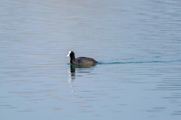 view of macroule coot on a lake