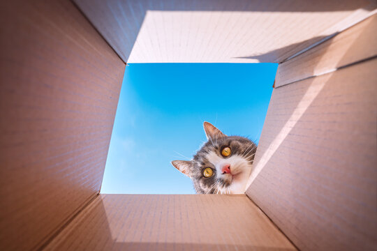Funny playful cat looking in cardboard box. Cat loves to play with carton box