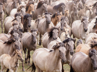 Wildpferdefang in Dülmen-Merfeld © Winfried Rusch
