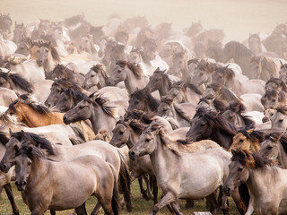 Wildpferdefang in Dülmen-Merfeld © Winfried Rusch