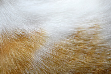 Ginger and white cat fur texture background.
