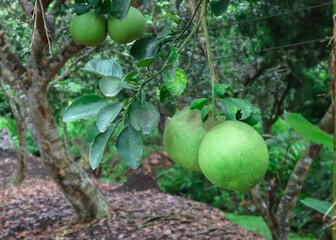 Fresh pomelo hanging on tree, natural citrus fruit. Seasonal fruit concept.