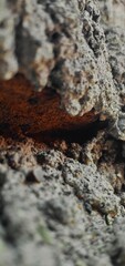 lichen on rock